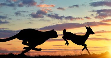 cheetah chases gazelle