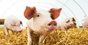 pig farming