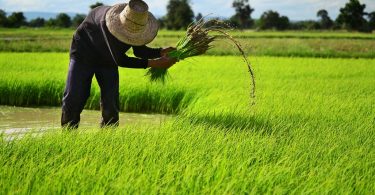 farmer on the rice farm