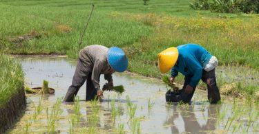 rice farmers