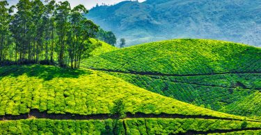 tea plantation india