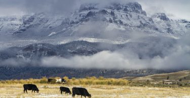 wyoming cattle