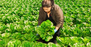 Walmart lettuce food traceability