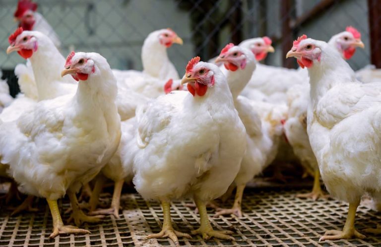 China using blockchain to raise healthy chickens - Ledger Insights ...