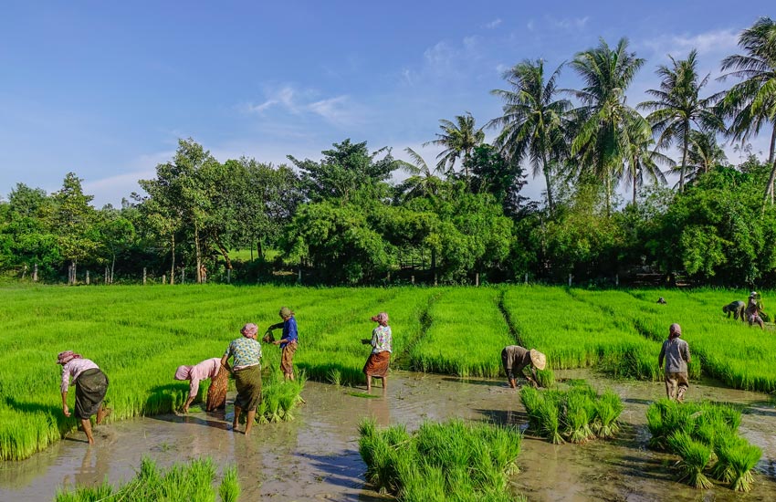 Fujitsu partners Swiss startup for blockchain rice trading - Ledger ...