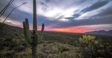 cactus arizona