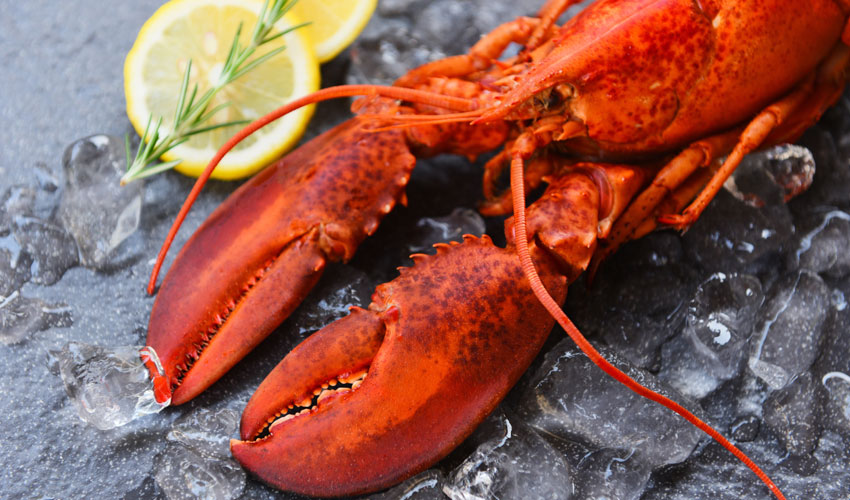 Australian marketplace tracks lobsters on blockchain - Ledger Insights ...